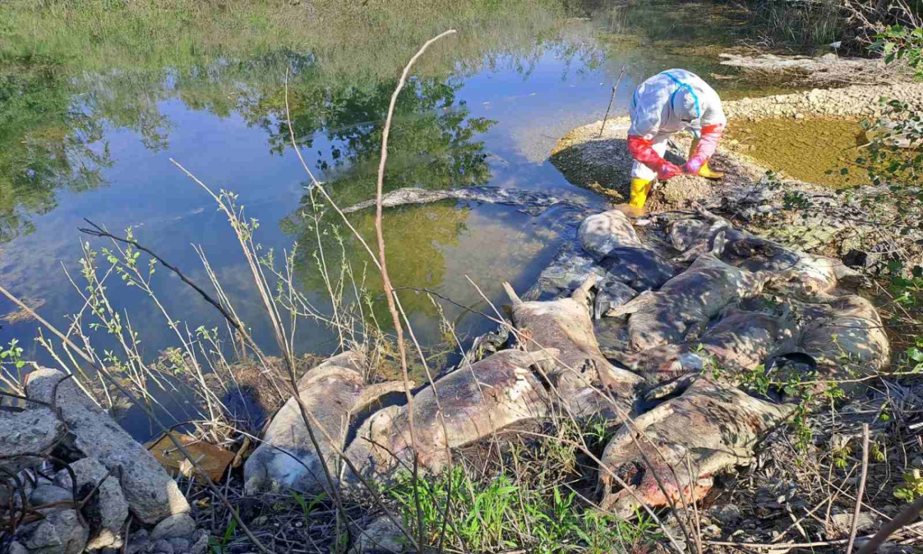 Bijeljina pod istragom: Na obali Drine pronađeno 10 uginulih svinja