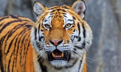 Naslovna slika br 56