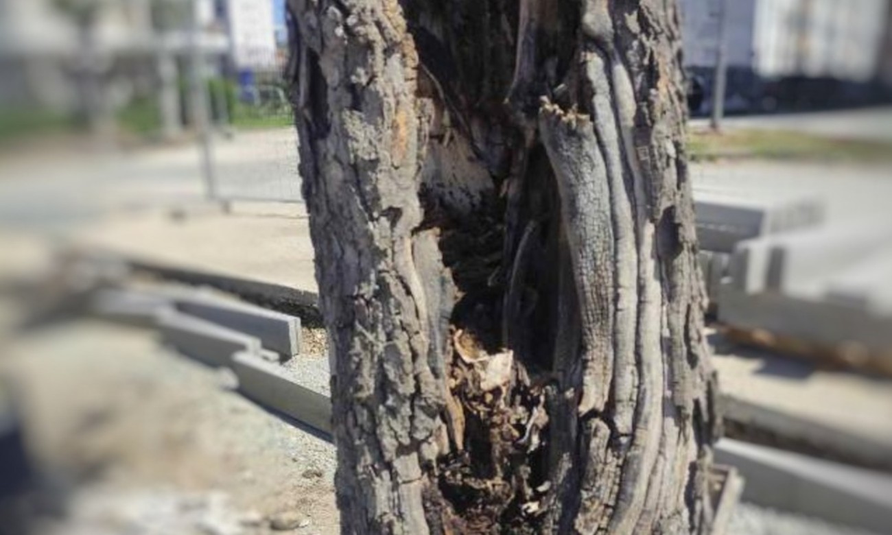 Hitna sječa kod “Akvane”: Bolest napala stabla, slijedi uklanjanje