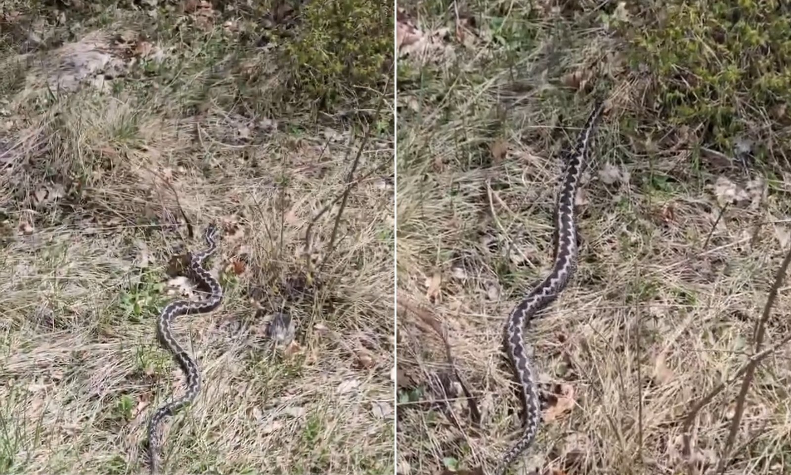 Upozorenje građanima: Poskoci se sve češće pojavljuju van prirodnih staništa VIDEO