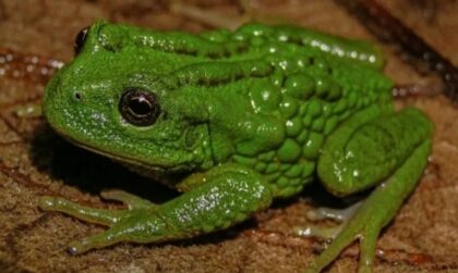 Naslovna slika br 56