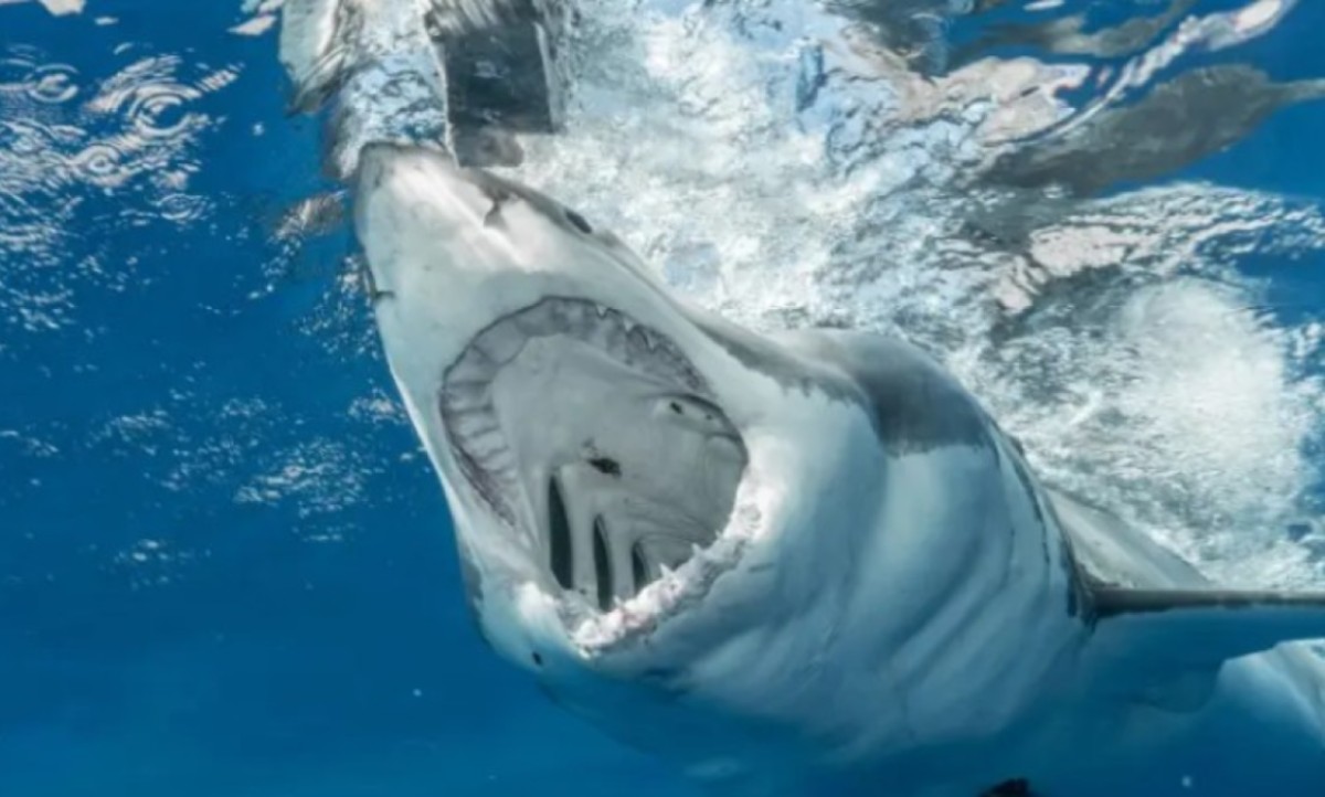 Ajkula duga osam metara izronila ispred turista: Zastrašujući prizori u Puli