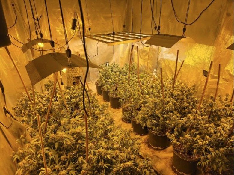 Akcija “Aries”: Uhapšena žena, pronađeno pet laboratorija za uzgoj marihuane