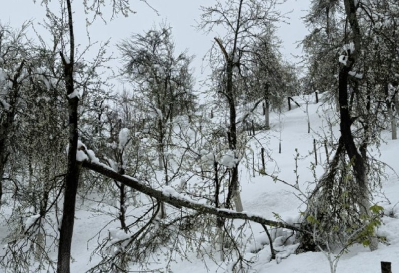 Mještani Bistrice ogorčeni: Snijeg uništio voćke, a službe nas zaboravile