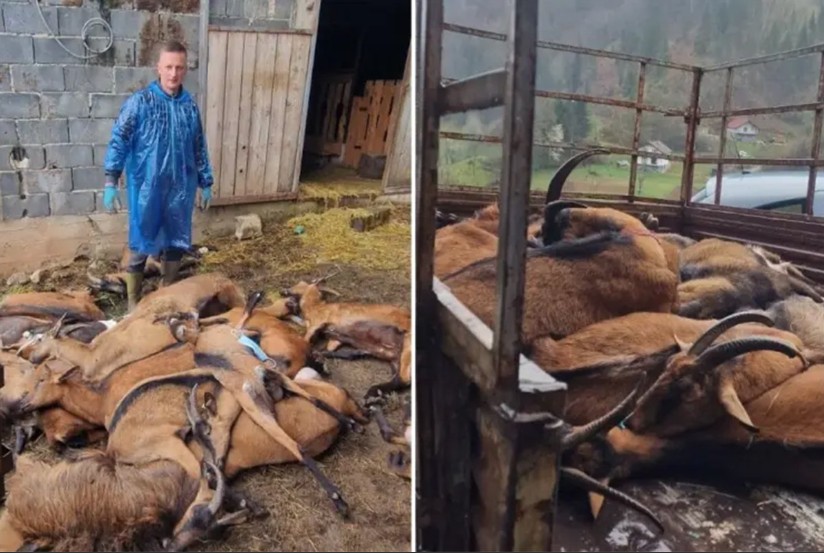 Potvrđena bruceloza: Uništeno stado koza, vlasnik u bolnici VIDEO