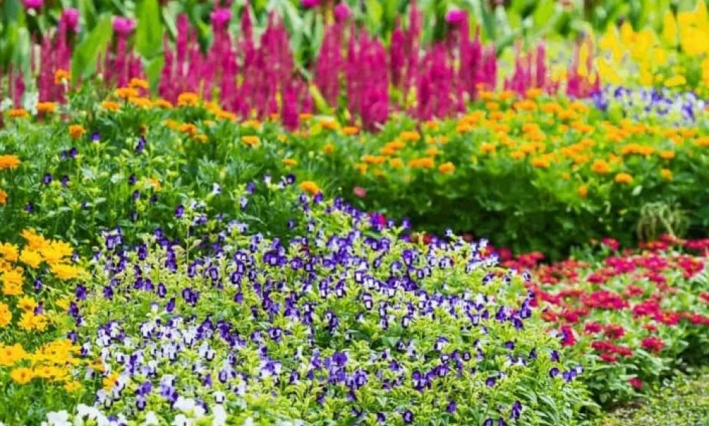 Cvijeće koje ne treba sunce: Posadite ga sada i uživajte cijelo ljeto