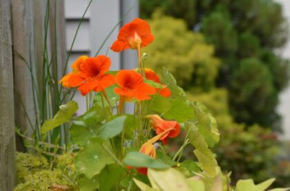 Naslovna slika br 37