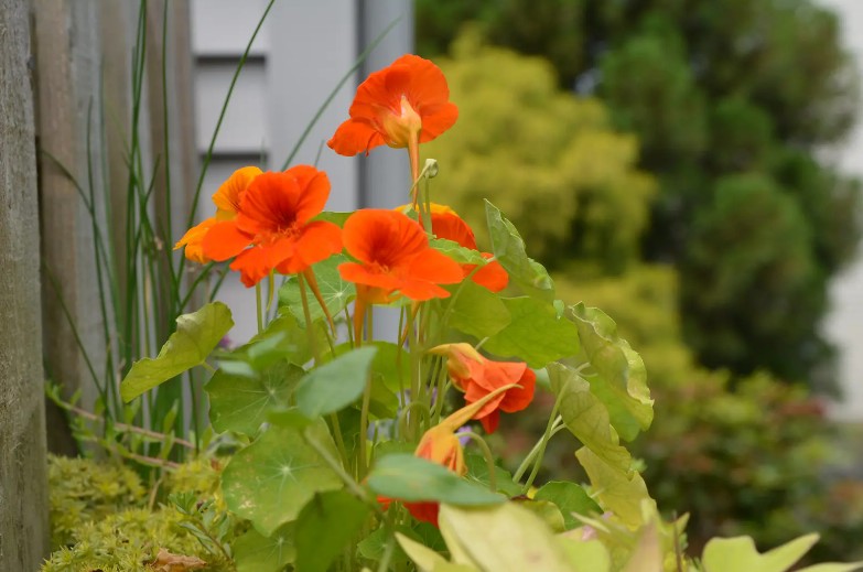 Biljka koju svi imaju, a malo ko zna da se jede: Sadi se jednom, cvjeta prelijepo i čuva zdravlje