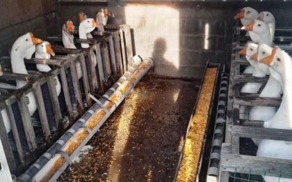 Uzgajivač iz okoline Broda se pohvalio: Evo kako od jedne guske zaradi hiljadu KM