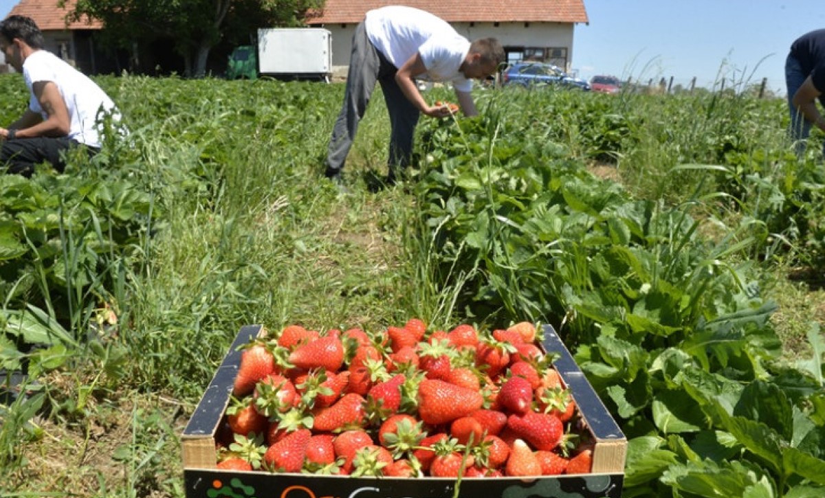 Slatka jagoda – gorka računica: Rod kvalitetan, troškovi proizvodnje visoki, a tržište neizvjesno