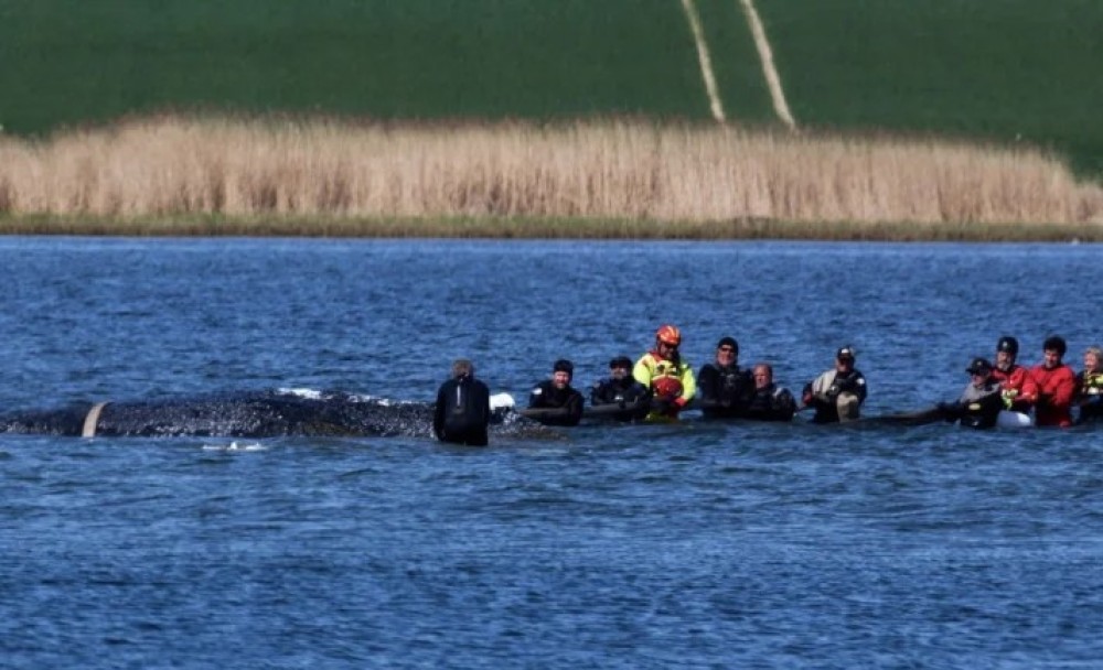 Počeo pokušaj spasavanja kita Timija: “Postoji veliki stres i visok rizik od povreda”