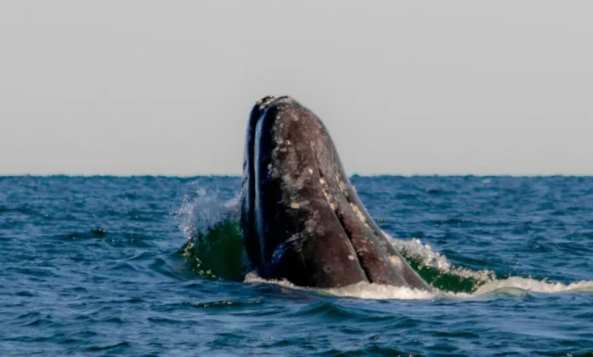 Iznenađujuće otkriće: Komunikacija kitova ima sličnosti sa ljudskim govorom