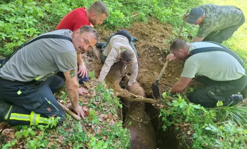 Drama u komšiluku: Kobila i vlasnik upali u jamu – alarmirani vatrogasci
