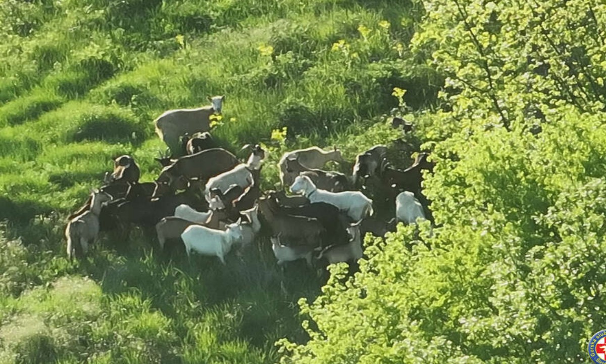 Dronom pronašli izgubljene koze: Spašavanje na neobičan način