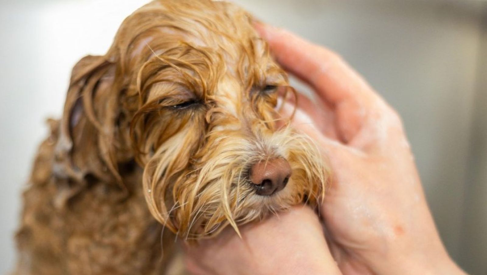Evo šta nikako ne smijete da radite kada kupate psa: Skoro svi prave jednu grešku