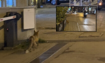 Lisica usred grada: Noćni “gost” snimljen u centru Banjaluke