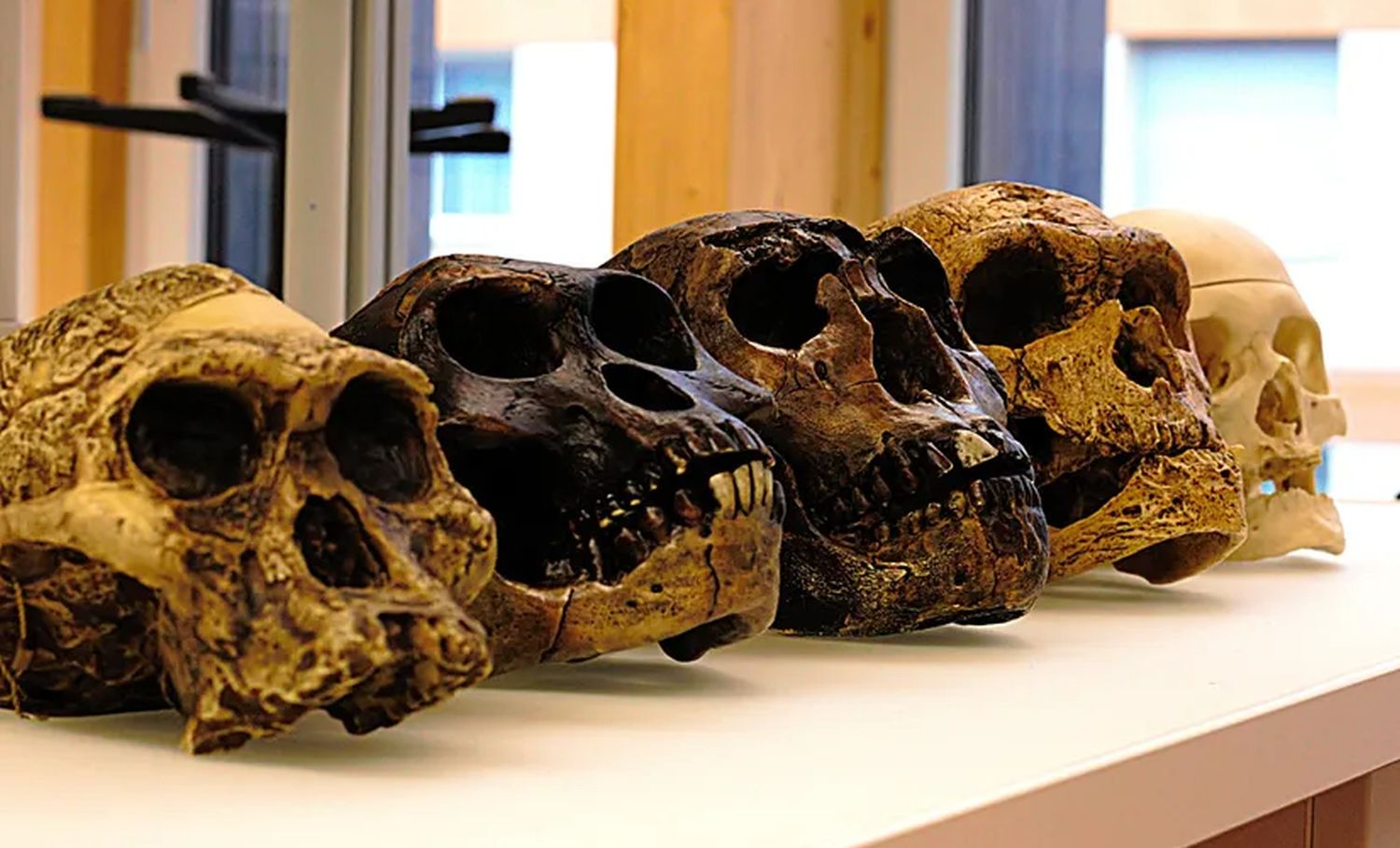 Veliko DNK istraživanje mijenja priču o porijeklu čovjeka: Naučnici iznenađeni rezultatima