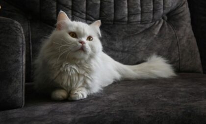 Naslovna slika br 20