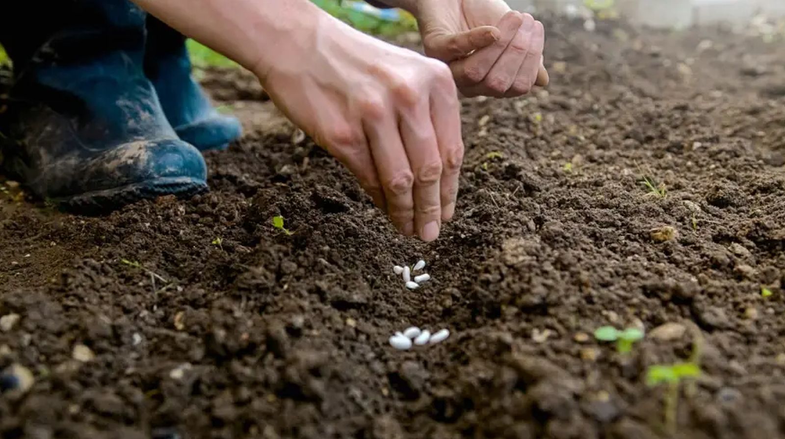 Kako da vam mahune uspiju kao nikad prije: Pet pravila za zdrav rast i pun rod