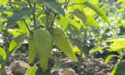 Naslovna slika br 37