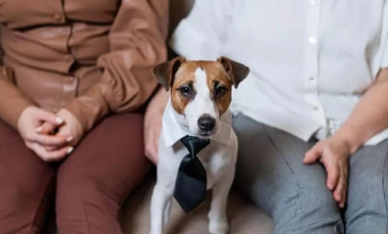 Nije svejedno koliko šetate psa: Dob i rasa prave razliku