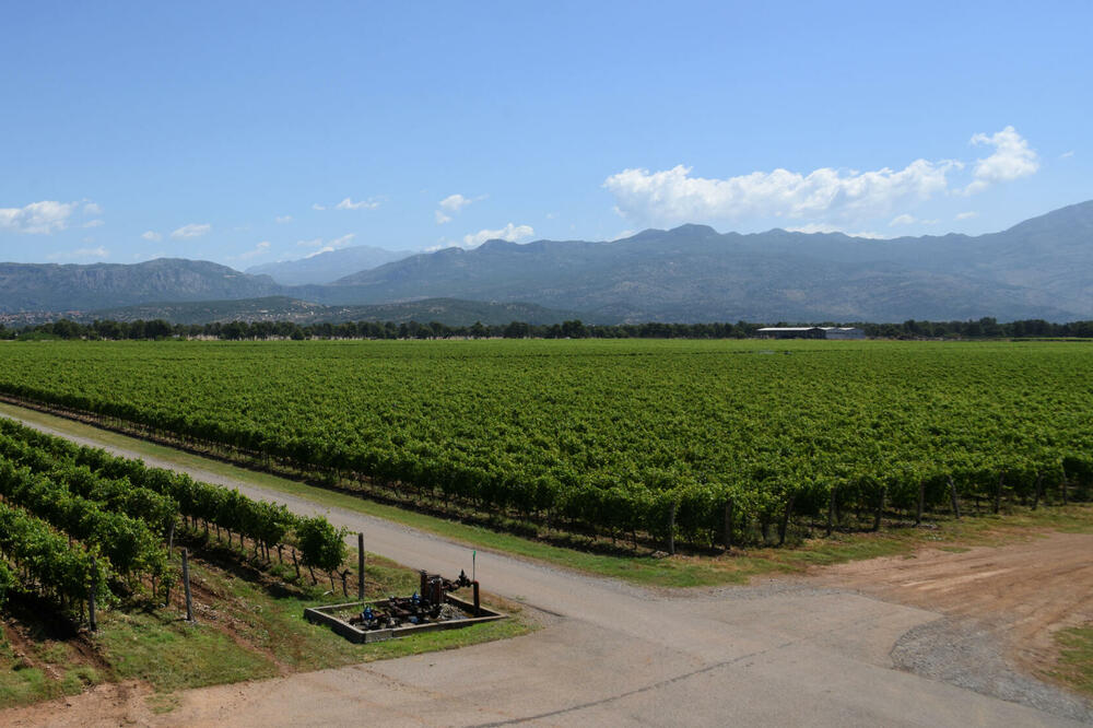 Raspisan oglas: Plantaže prodaju zemljište za 12 miliona evra