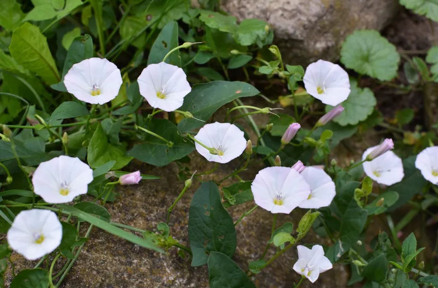 Najgori korov u bašti nije trava: Poponac se širi ispod zemlje, a evo kako da ga konačno suzbijete