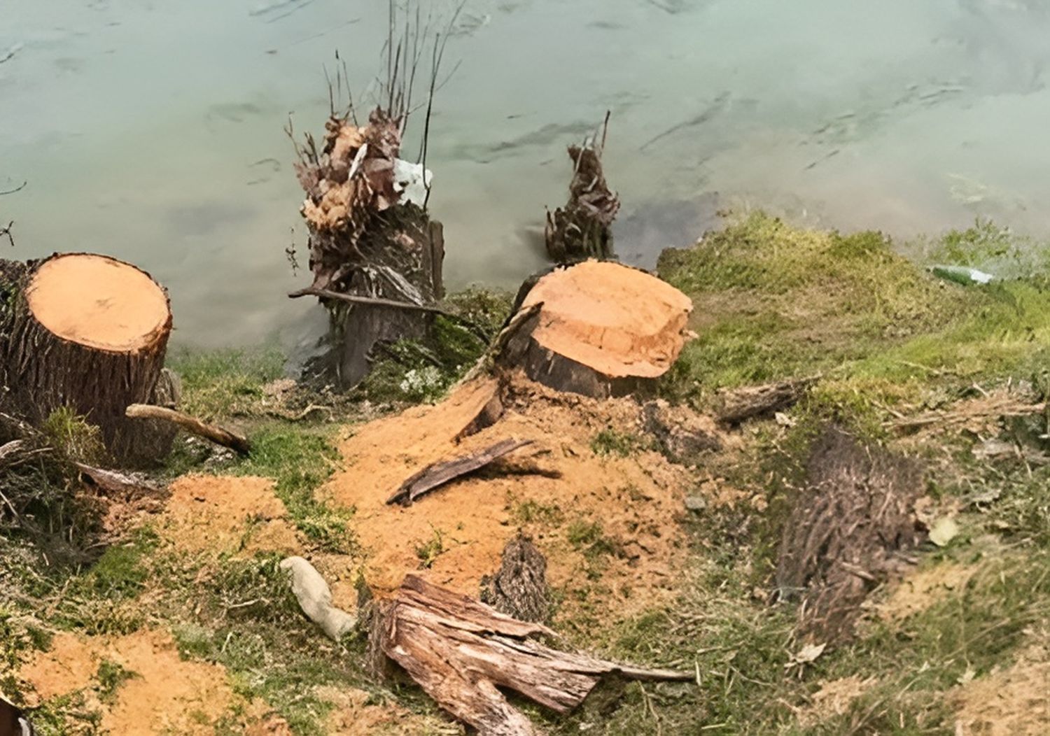 Apel Banjalučanima da se probude: Ko je i zašto posjekao 25 stabala na obali Vrbasa VIDEO