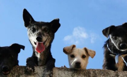 Naslovna slika br 56