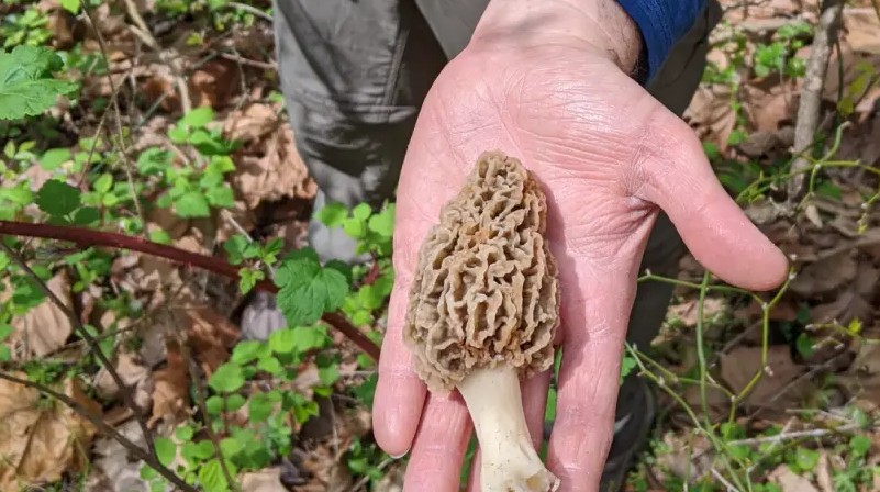 Sezona je “šumskog mesa”: Evo gdje raste smrčak i koliko vrijedi