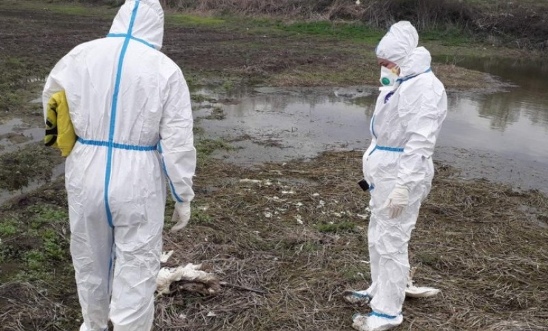Uginuli labudovi kod Srpca: Reagovao veterinarski institut i uklonio ostatke