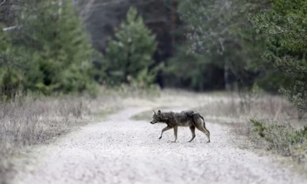 Misterija Černobilja zbunila naučnike: Vukovi razvili jedinstvenu otpornost na radijaciju