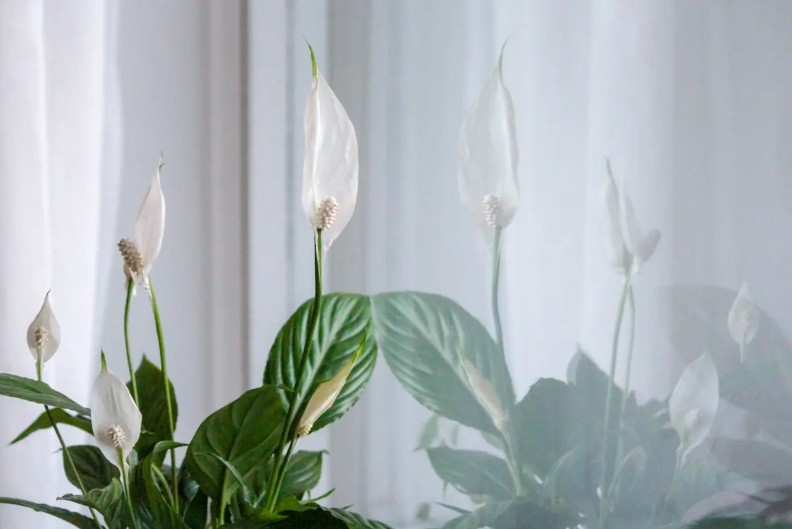 Biljka “ženska sreća” nije samo za ukras: Privlači uspjeh kao magnet