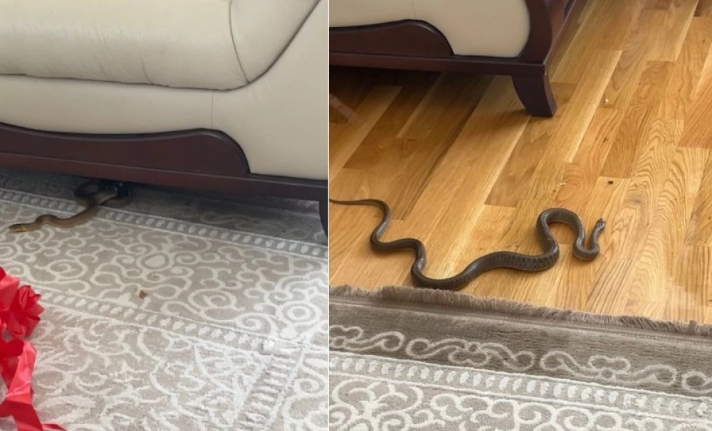 Neočekivan i nepozvan gost na proslavi: Porodica iz BiH zatekla jeziv prizor u kući