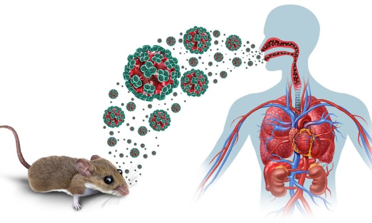 Pogoršalo se stanje pacijentice: Testirana pozitivno na hantavirus