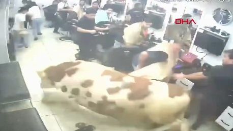 Bik razbio izlog i uletio u brijačnicu: Mušterije bježale u panici VIDEO