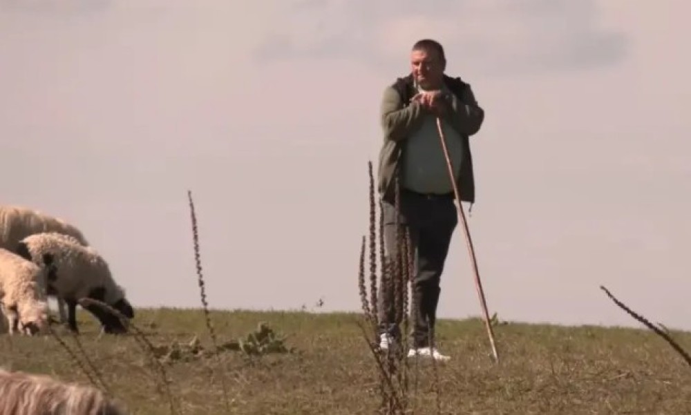 Samohrani otac kod Banjaluke brine o stotinama ovaca: Težak je ovo posao i mladi ga neće VIDEO
