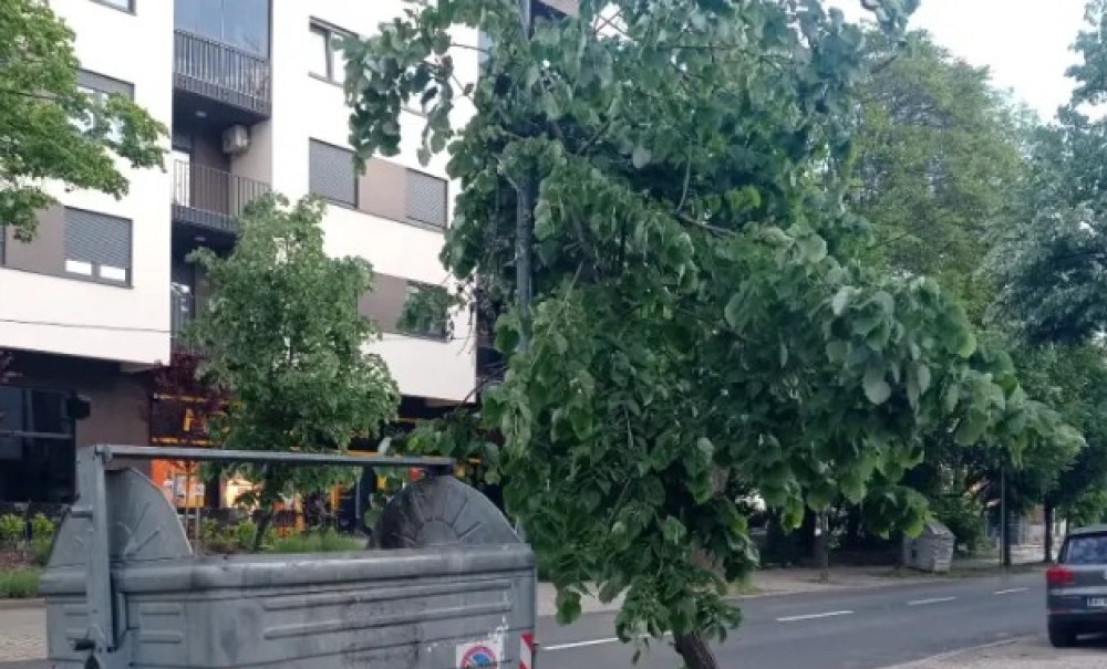 Potencijalna opasnost za pješake i vozače: Stablo u Banjaluci “pridržava” ulična rasvjeta