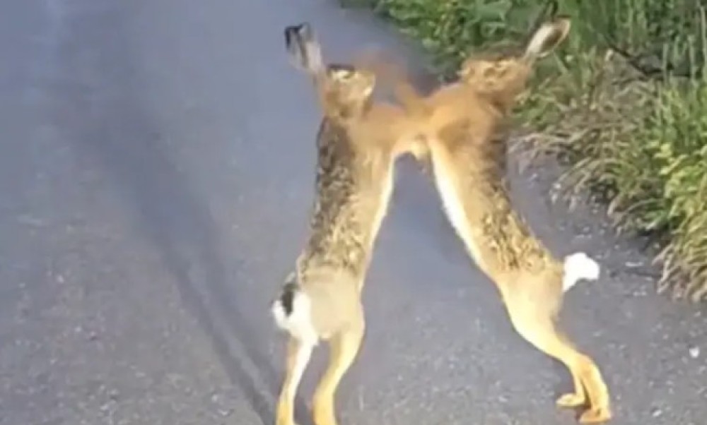 Hit na društvenim mrežama: Tuča dva zeca na putu nasmijala region VIDEO
