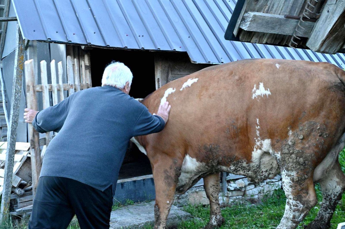 Muzna krava za Vaskrsija Piljića iz Šipova: Porodica zahvalila premijeru Miniću FOTO