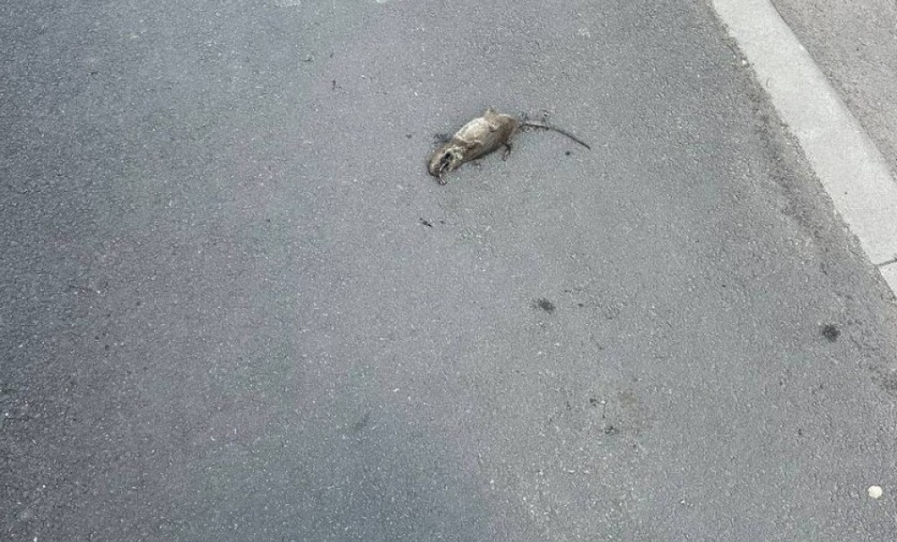 Ljudi gledaju i ne vjeruju svojim očima: Mrtvi pacovi na ulicama Banjaluke VIDEO