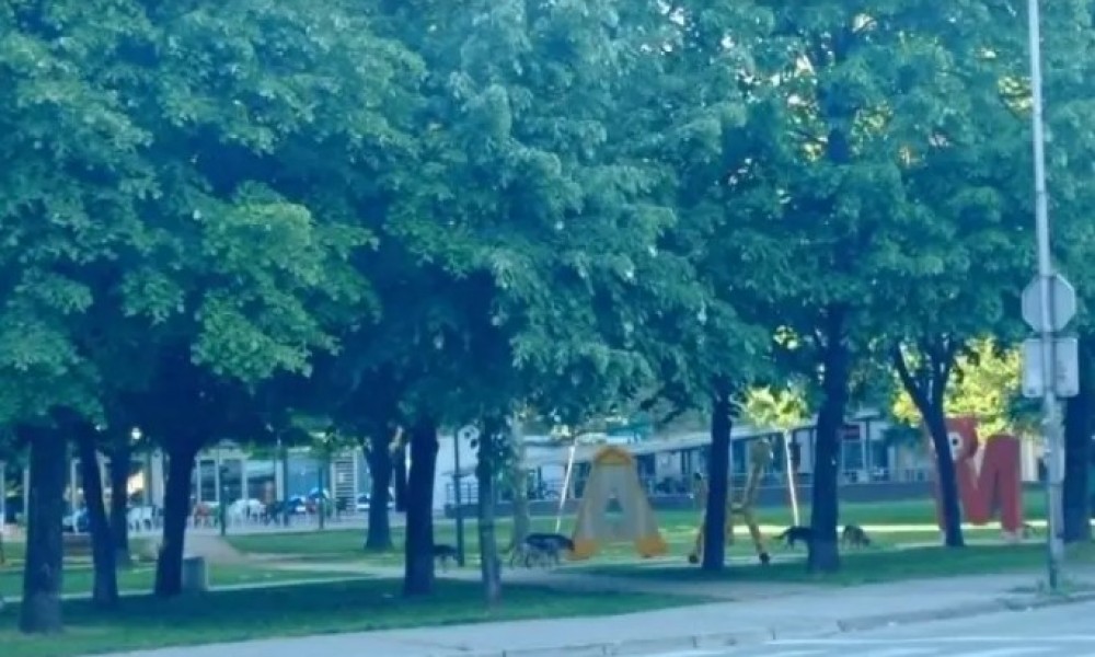 Slobodno “marširaju” Banjalukom: Čopor pasa lutalica “okupirao” Kupusište FOTO