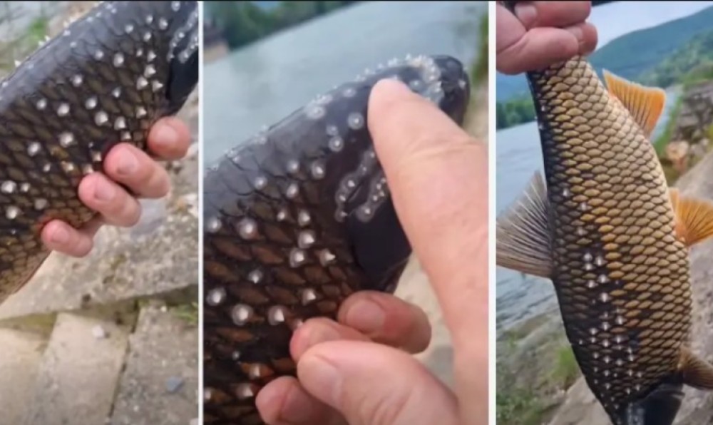 Ribari u BiH uhvatili ribu sa čudnim izraslinama: “Puštaj to odmah!” VIDEO