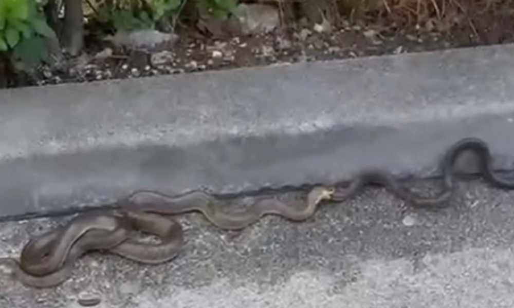 Uznemirujući snimci kruže internetom: Panika zbog zmija u ovom dijelu BiH VIDEO