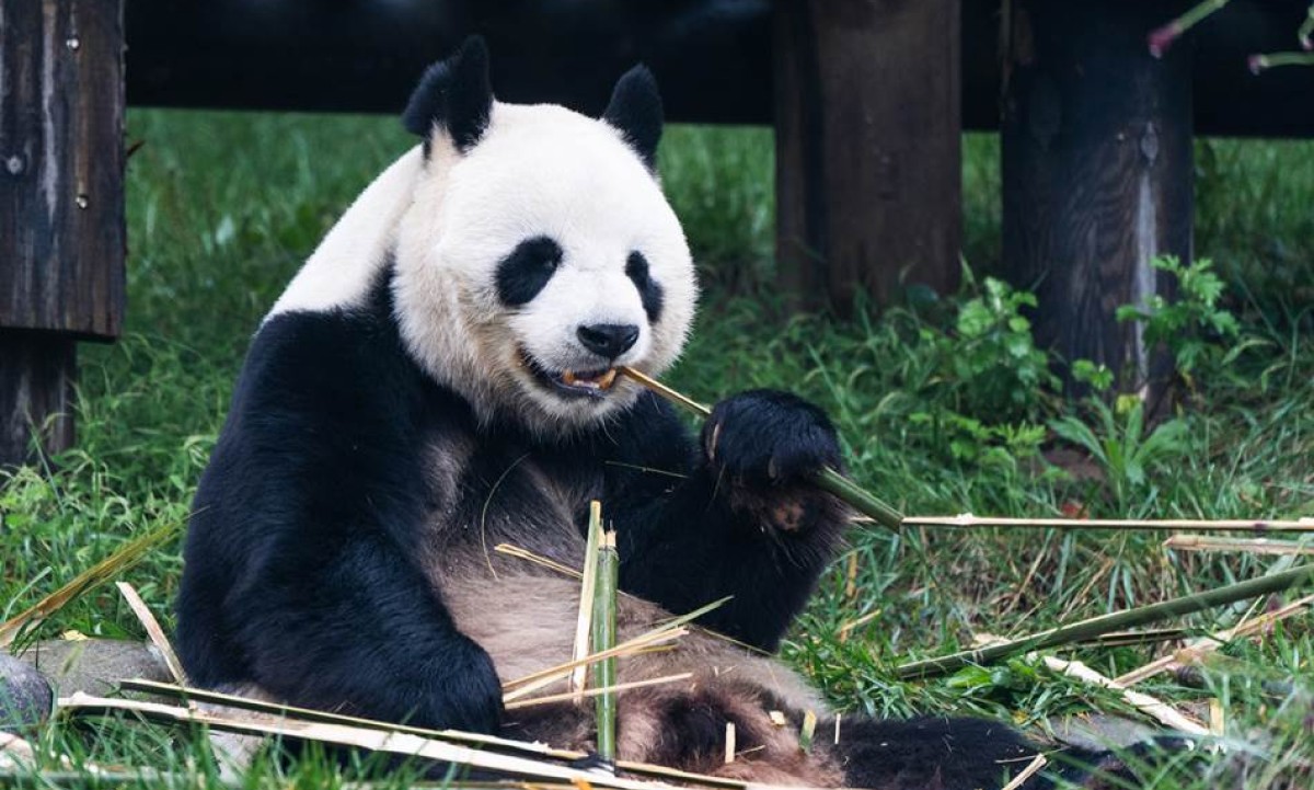 Rođena prva džinovska panda van Kine: Doprinos jačanju međunarodne saradnje