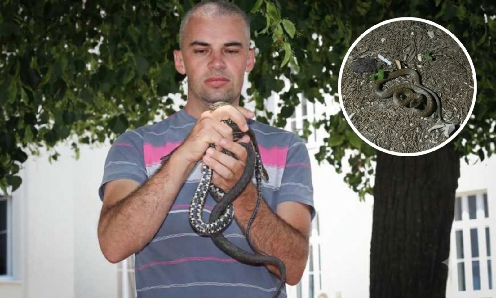 Poskoka se čuvajte, ove zmije se ne bojte! Profesor Šukalo otkriva šta vas tačno čeka na Banj brdu FOTO