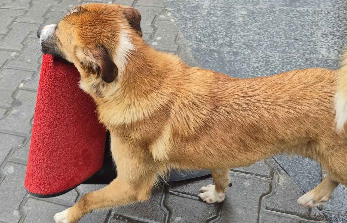 Nesvakidašanja scena u centru Banjaluke: Žućo prisvojio otirač i osvojio srca FOTO/VIDEO