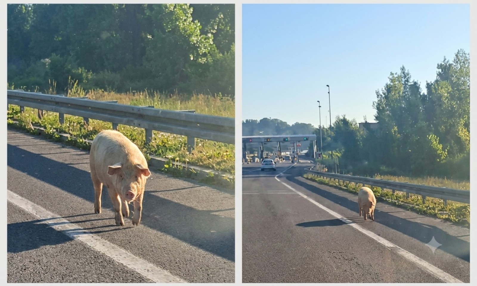 Hit scena kod naplatnih kućica na izlazu iz Banjaluke: Svinje prošetale autoputem, vozači u šoku VIDEO