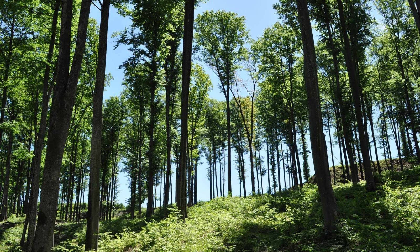 Klimatski modeli pod znakom pitanja: Drveće možda skladišti manje ugljen-dioksida