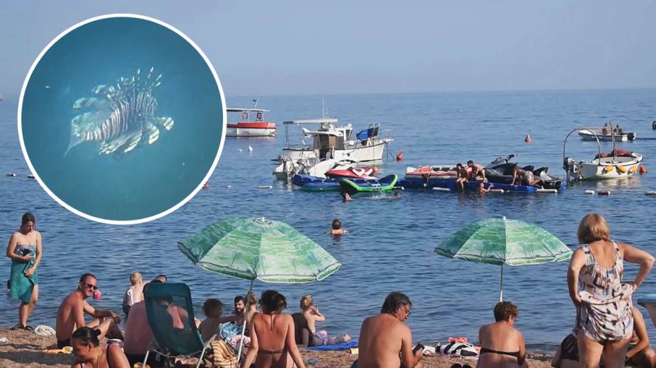 Otrovna riba snimljena u Jadranskom moru: Može da izazove velike tegobe